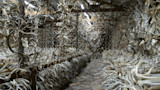 Room lined with hundreds of antlers on shelves and hanging from the ceiling, stone path center