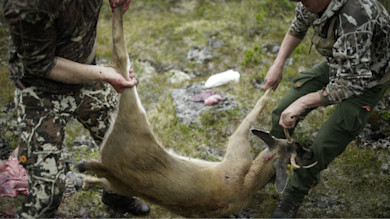 Field-dressed deer carried by two hunters over rocky grass, entrails visible