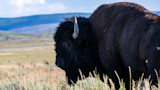 American bison standing in tall grass on open plain with rolling hills in background