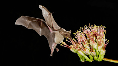 Enjoy Tequila? Thank a Bat