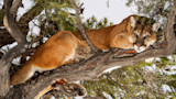 Washington Wildlife Commission Descends into Open Infighting Over New Cougar Hunting Ruling