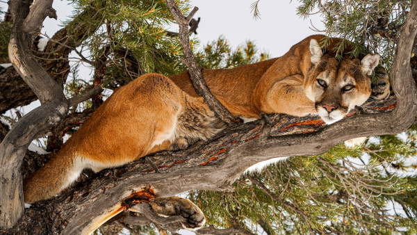 Washington Wildlife Commission Descends into Open Infighting Over New Cougar Hunting Ruling