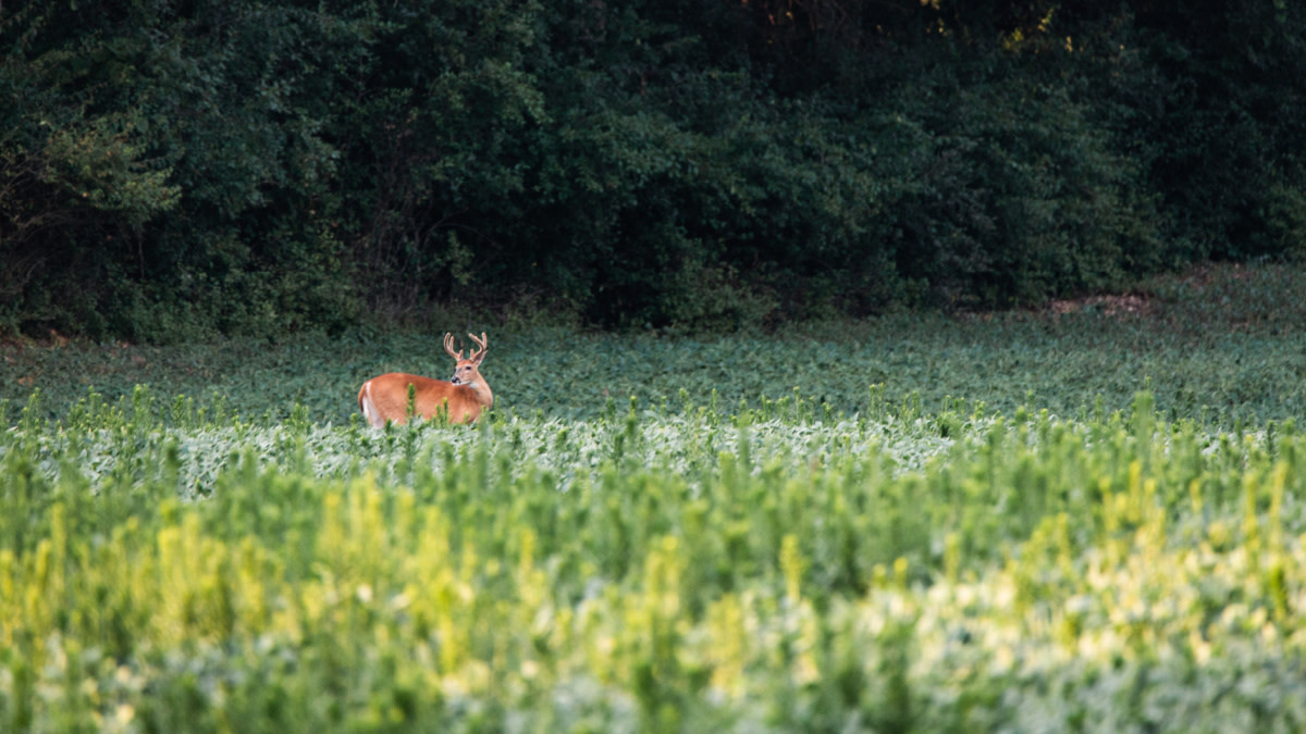 The Fool's Gold of Deer Scouting