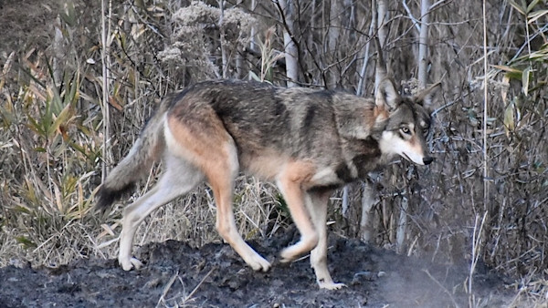 usfws-red-wolf-large.jpeg