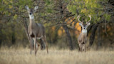 Antlered buck standing in grassy field beside blurred doe under trees