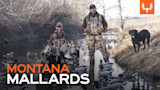MONTANA MALLARDS — two hunters in creek with harvested mallards and decoys, black lab on bank
