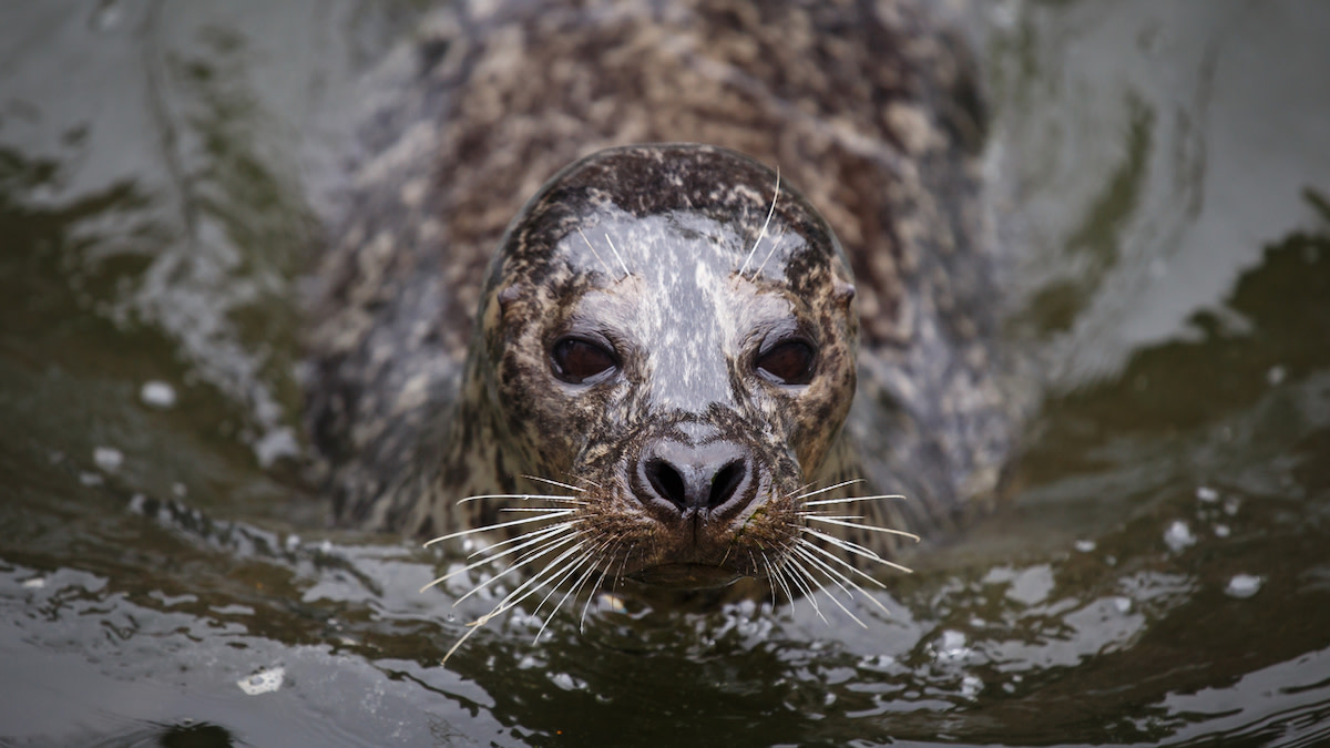 Should We Bring Seal Hunting Back to the Northeast?