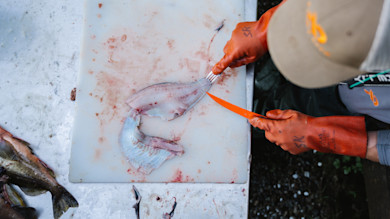 Person filleting fish on white cutting board, orange gloves marked "SR" and orange fillet knife