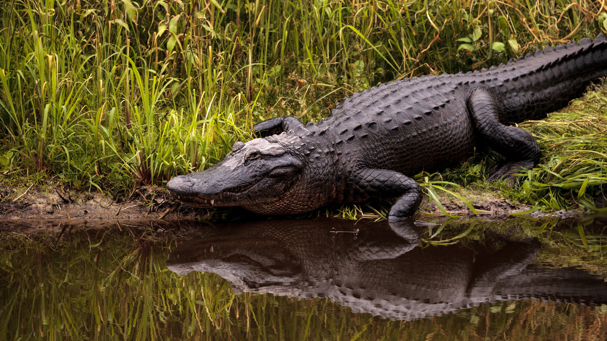 America Has Second Fatal Gator Attack in Less Than a Month