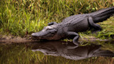 America Has Second Fatal Gator Attack in Less Than a Month