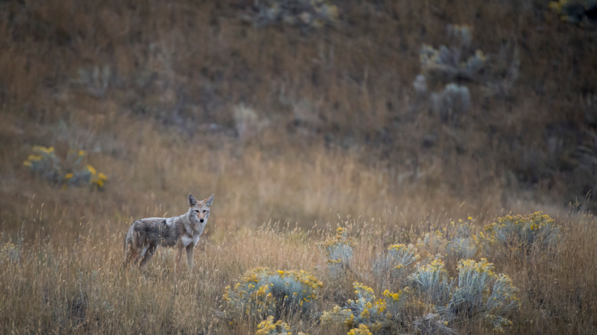 Wildlife Bounties: Effective Management or Relic of the Past?