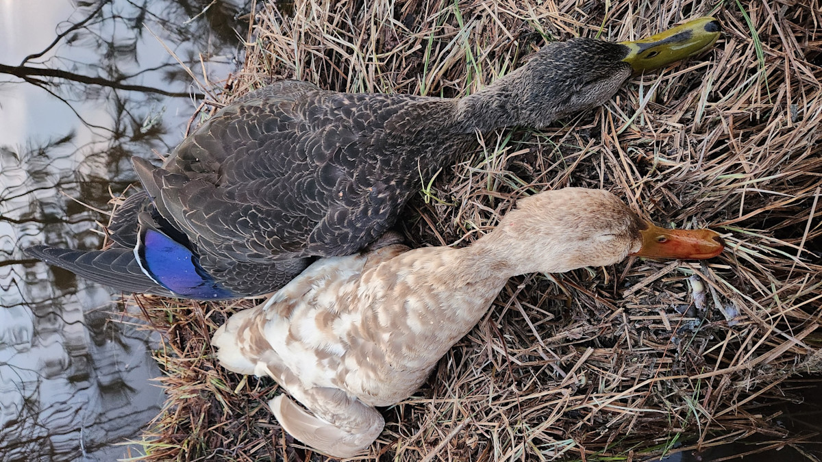 Ducks Unlimited duckDNA Project Confirms First Ever Leucistic Black Duck