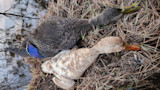 Two ducks on marshy grass by water: one dark with iridescent blue wing patch, one cream-colored