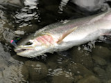 How to Spot Dead-Eye on a Steelhead