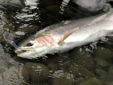 Rainbow trout in shallow water with colorful fly hooked in its mouth