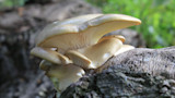 Cluster of pale oyster mushrooms with gills on a decaying log, blurred green background