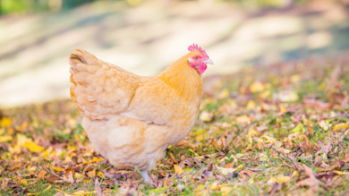 Buff Orpington hen standing on grass among scattered autumn leaves