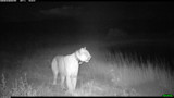 Mountain lion with radio collar standing in grass at night; timestamp 2019-08-31 08:19:32 PM