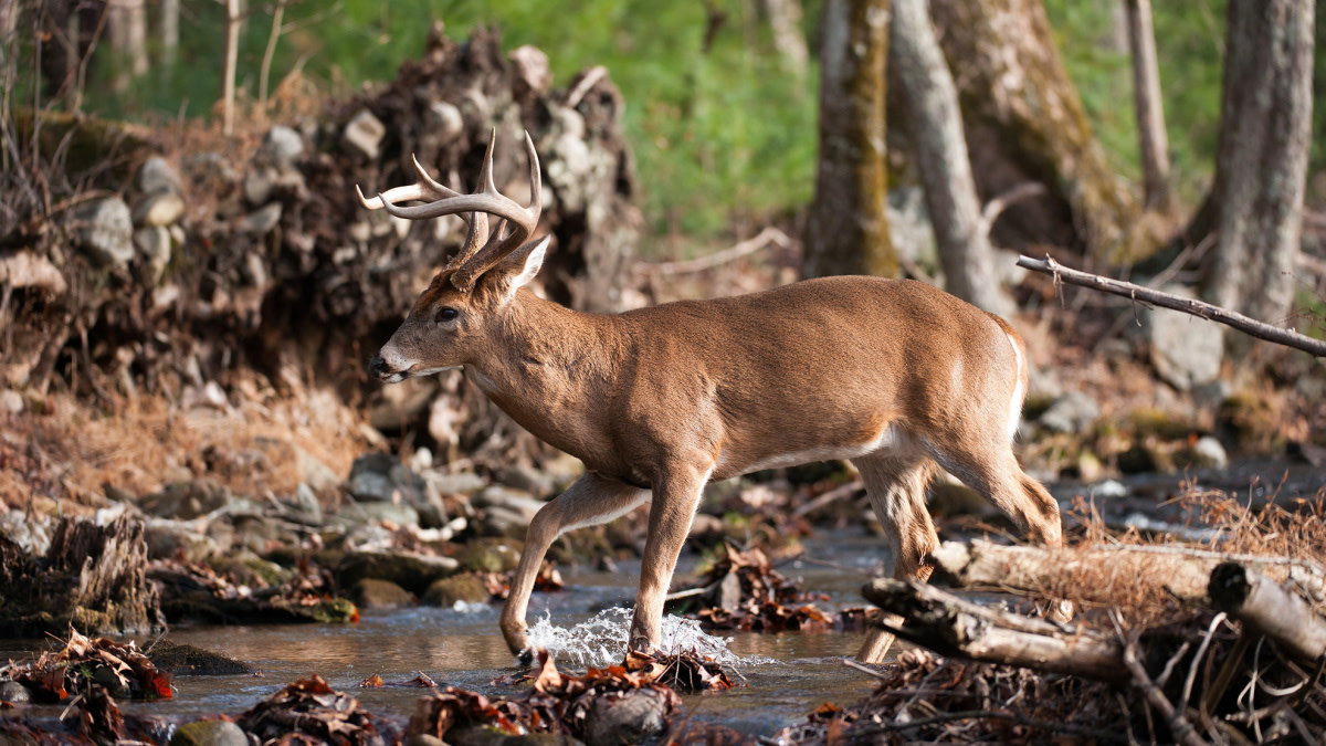 3 Places to Kill a Buck During the October Lull