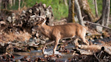 3 Places to Kill a Buck During the October Lull