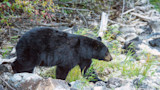 California Hunters Claim Victory in Bear Hunt Battle