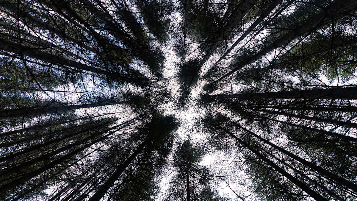 Understanding Thermal Cover in Conifers