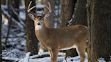 White-tailed buck with eight-point antlers in snowy woods