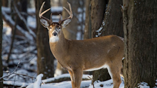 White-tailed buck with eight-point antlers in snowy woods