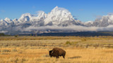 Bison grazing in golden field with split-rail fence, snow‑capped mountains and low cloud