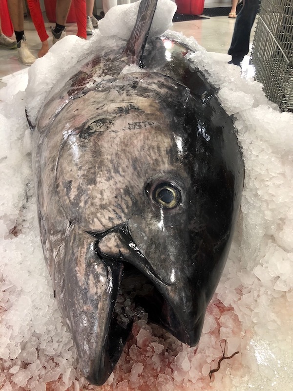 Photos: Texas Angler Lands State Record 10-Foot Bluefin Tuna-3