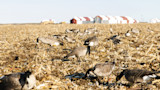 Canada geese feeding in harvested cornfield with white-and-red barns on horizon