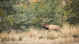 Ask MeatEater: When Should You Take Your First Elk Hunt?
