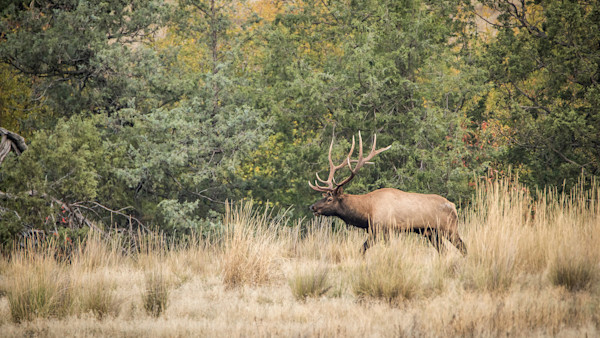 Ask MeatEater: When Should You Take Your First Elk Hunt?