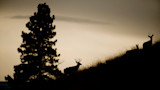 Buck and two deer silhouetted on grassy ridge at dusk with a lone tree