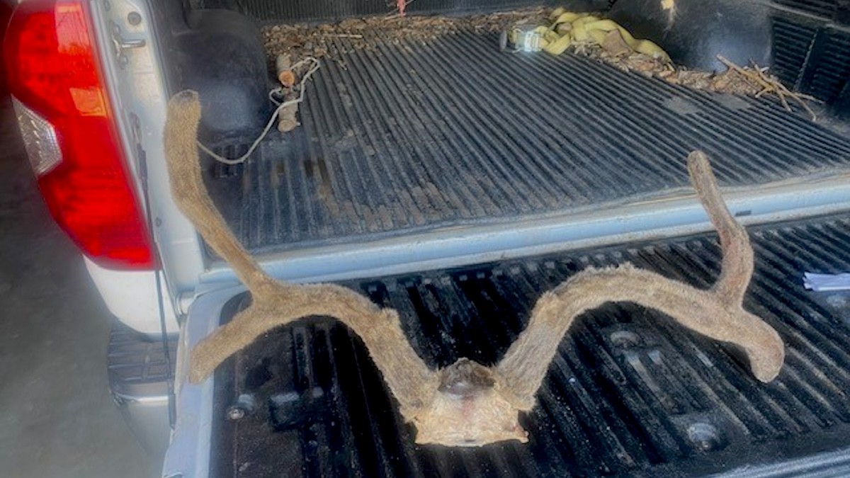 California Poacher Busted After Lying About Where He Killed Distinctive Town Deer