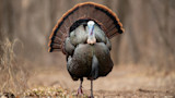 Male wild turkey strutting with fanned tail on dirt trail in leafless woods