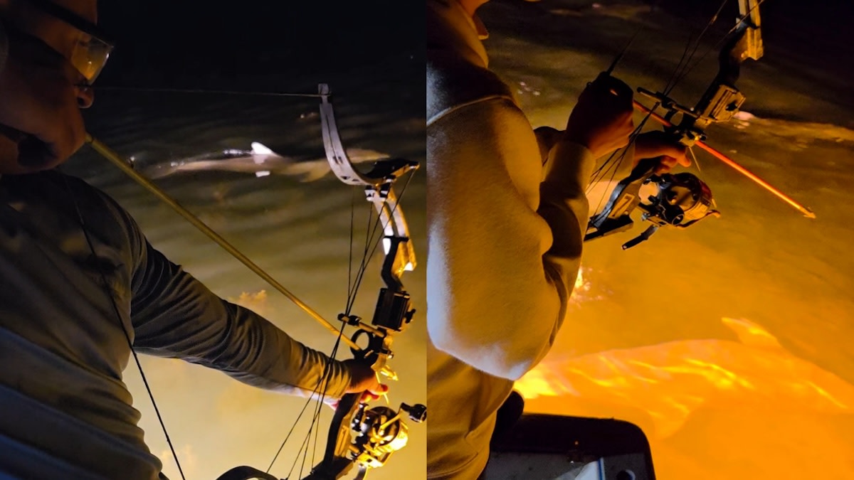 Dolphins and Bowfishermen Form Strange, Symbiotic Relationship