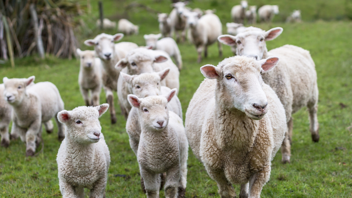 What You Need to Know About Raising Sheep