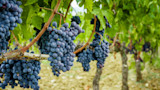 Ripe purple grape clusters hanging on vine rows in a sunlit vineyard