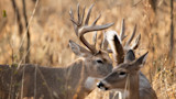 Large buck with antlers beside a doe in tall dry grass