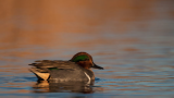 A Guide to Hunting Teal
