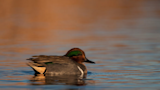 A Guide to Hunting Teal