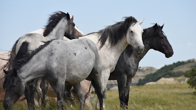 Herd of mixed gray, white, and black feral horses grazing on grassy hills