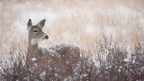 Ask Wired To Hunt: Should You Shoot Does After the Rut?