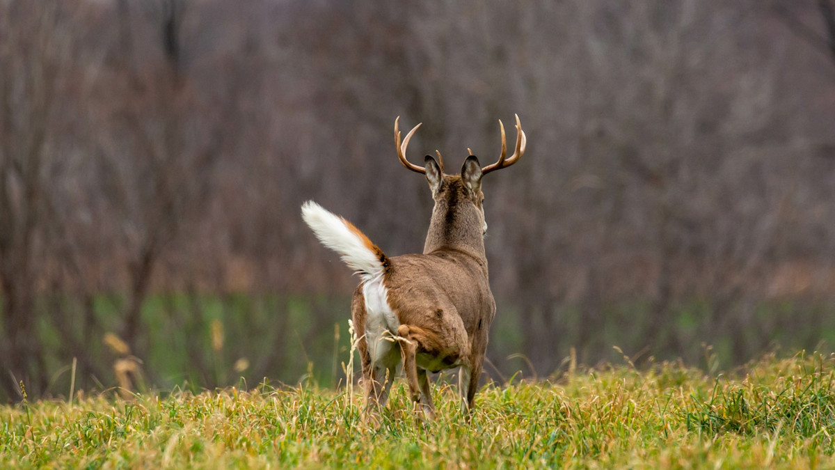 Bad Deer Hunting Habits You Need to Break