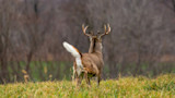 Bad Deer Hunting Habits You Need to Break