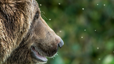 Grizzly bear profile, close-up of nose and open mouth with small flies against green background