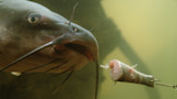 Large catfish underwater inspecting a chunk of baited fish on a hook