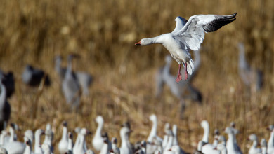 A Species Profile on Snow Geese