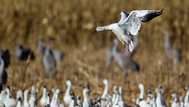 Snow goose landing above flock in marsh grasses